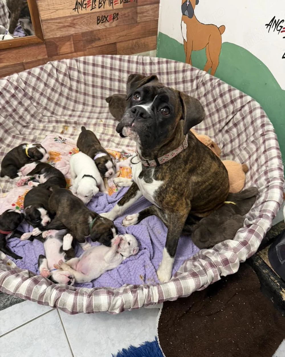 Descoperă încă de astăzi bucuria de a avea un micuț pufos care îți umple inima de fericire