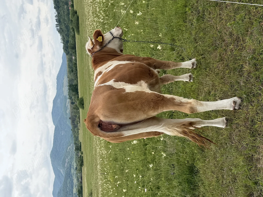 Junincă de vânzare 
