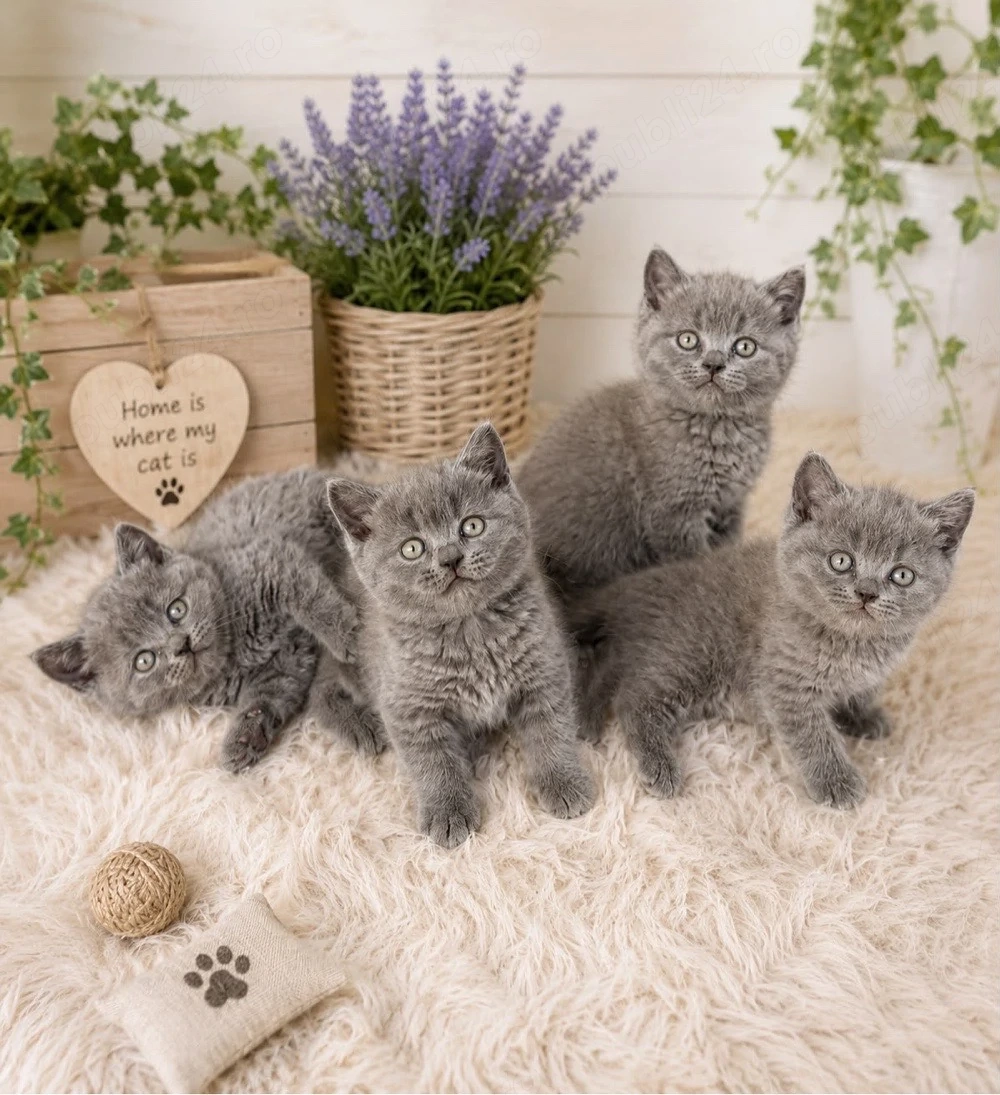 British Shorthair fetițe blue și crem 