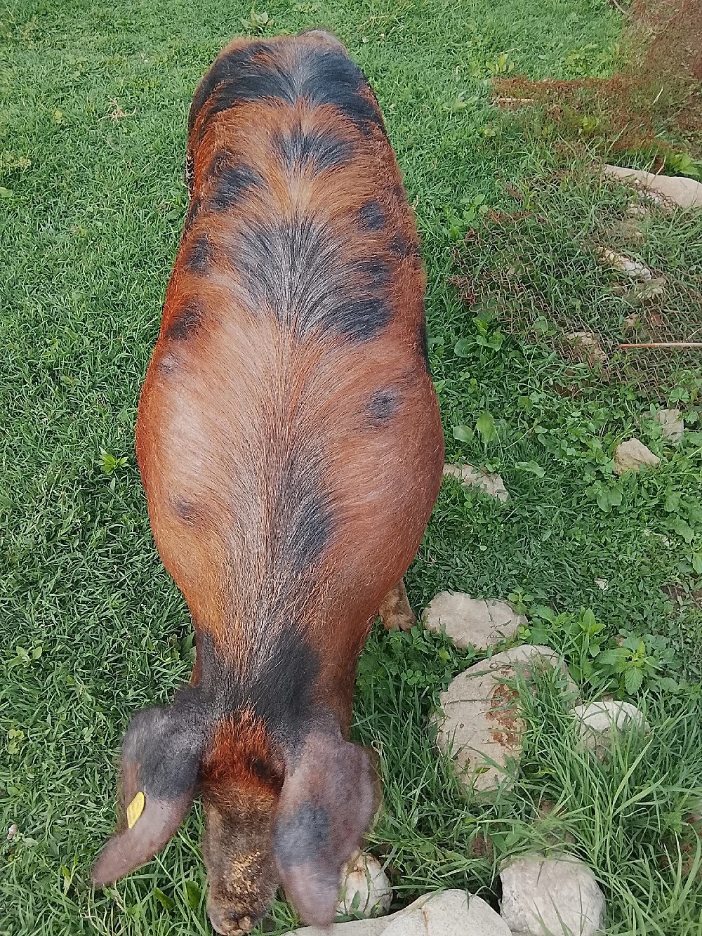purcea de vânzare scoarța 