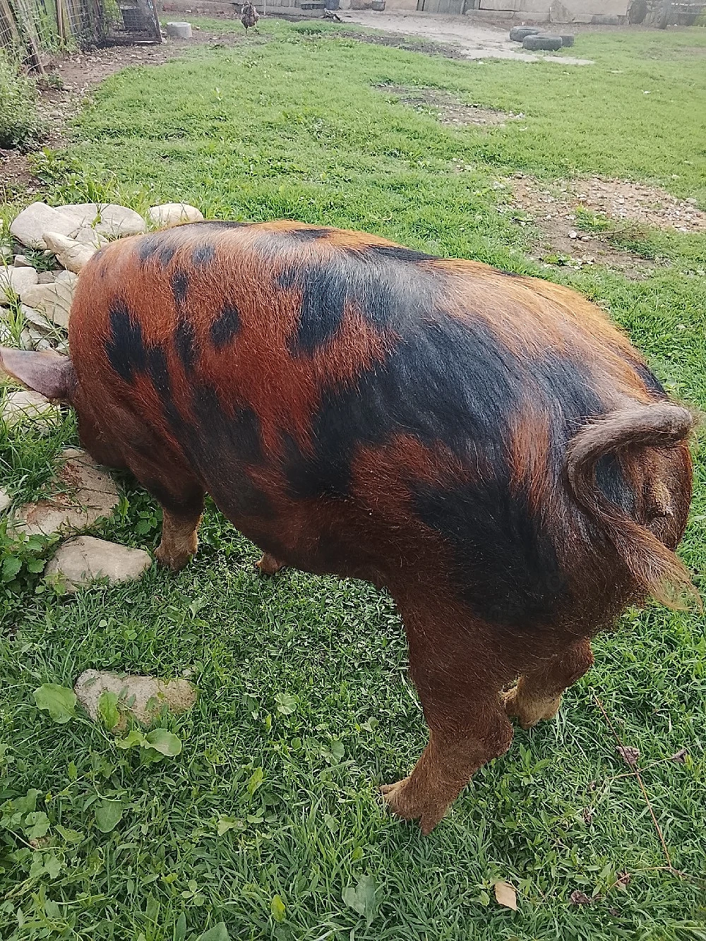 purcea de vânzare 