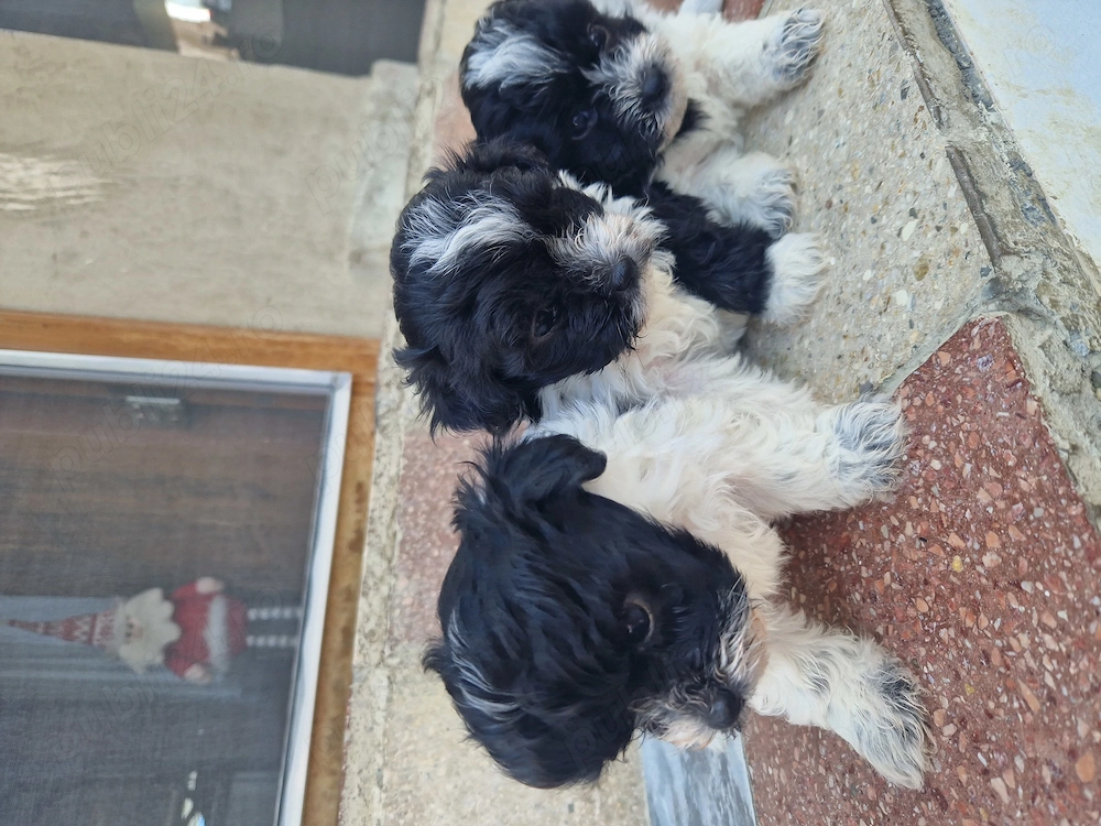 Puiuți de bichoni cauta o noua căsuța. 