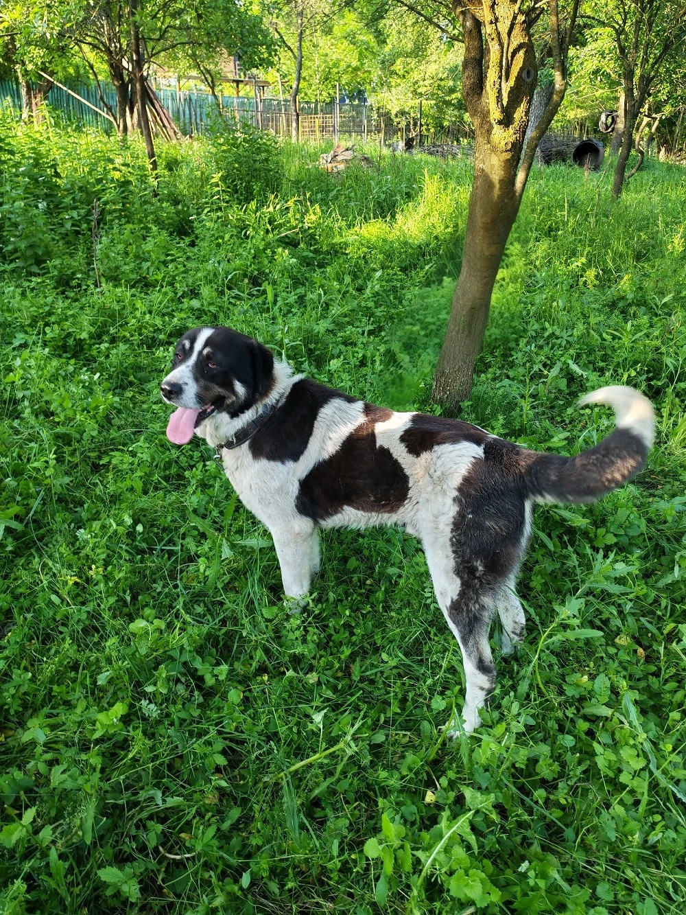 Asia Centrală Volkodav schimb cu animale