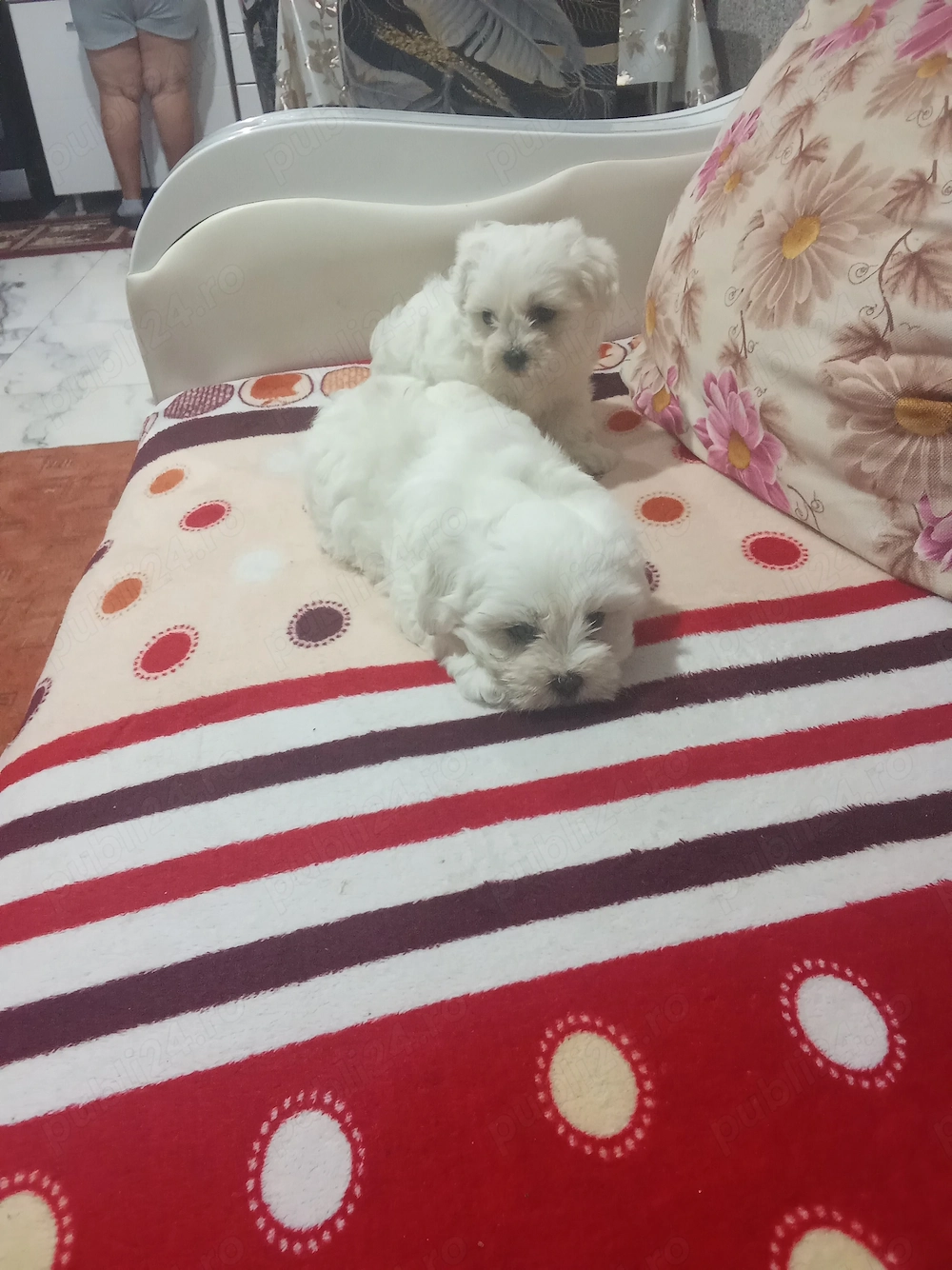 Bichon miny toy fetițe 