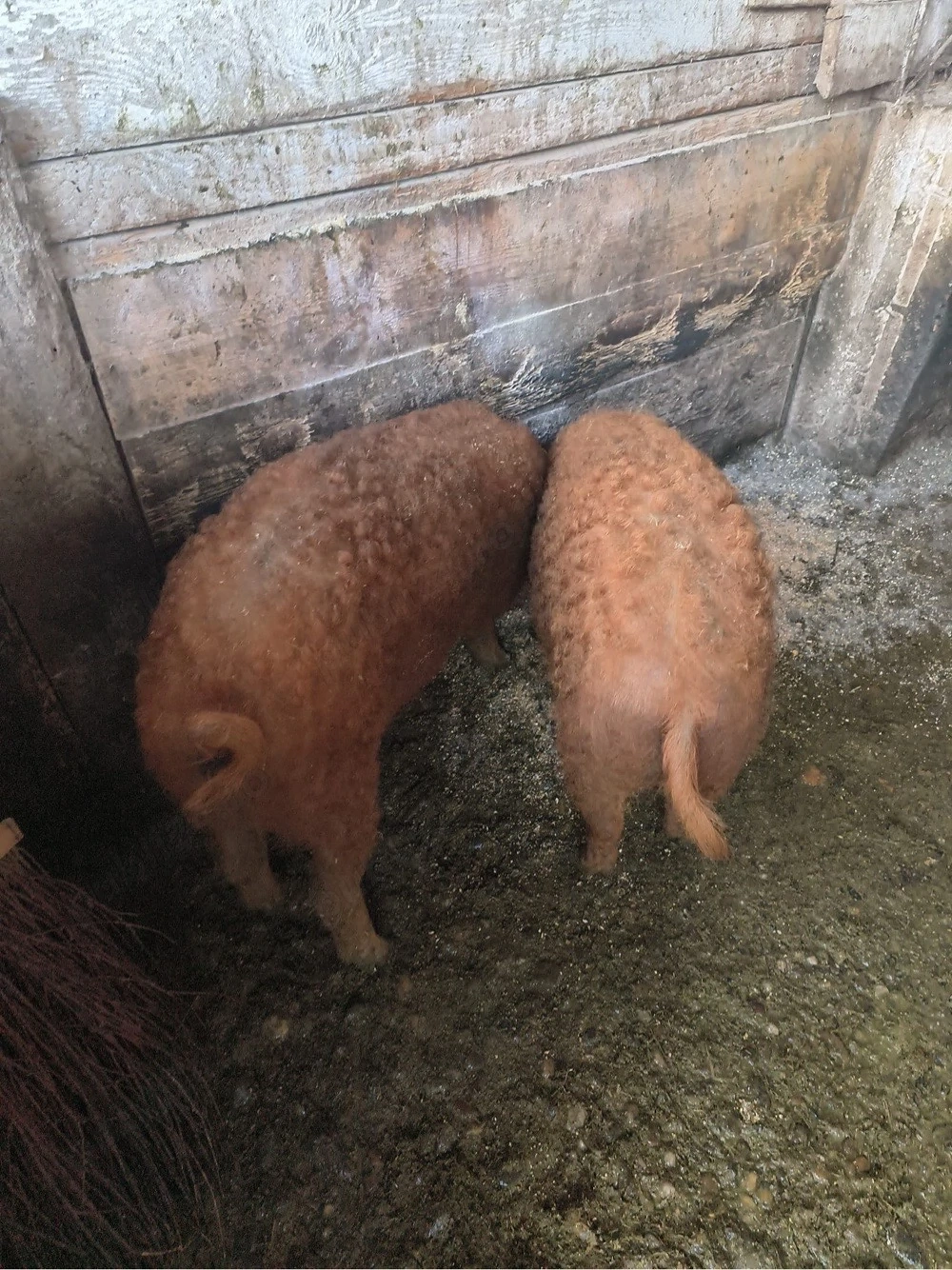 Vand 2 purcele mangalita rosu de Salonta