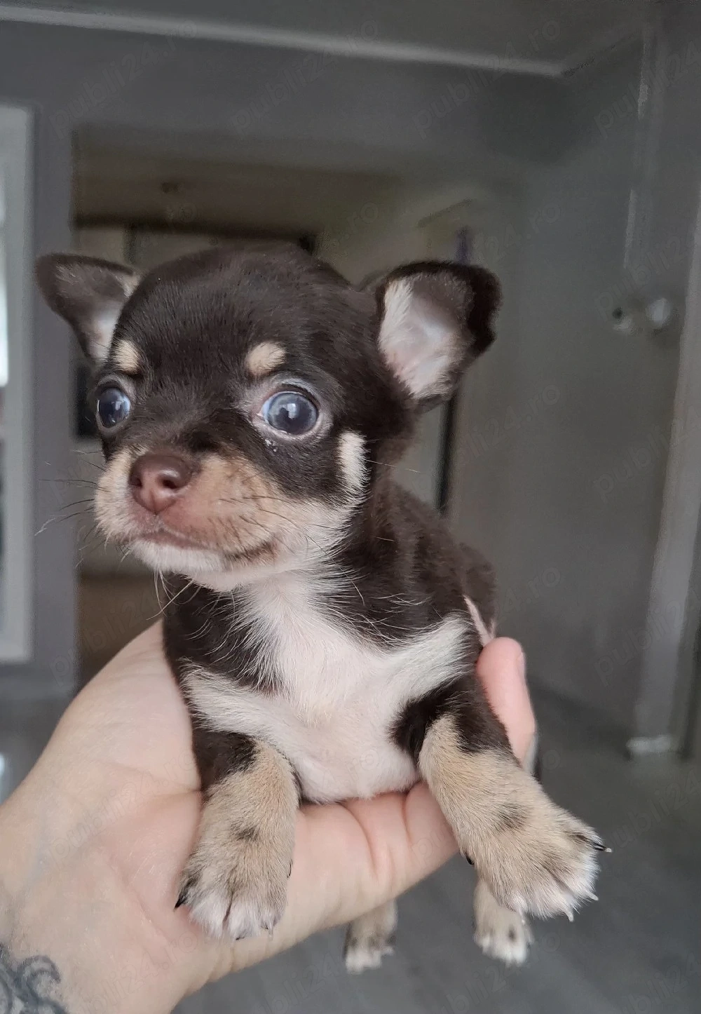 chihuahua mini  poze reale
