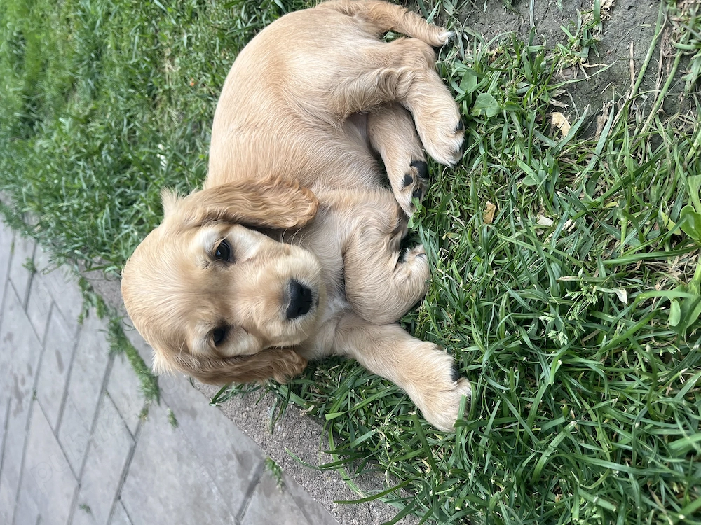 catelusa cocker spaniel