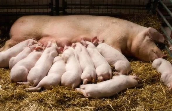  Porci (purcei) de vânzare   diverse rase și greutăți 