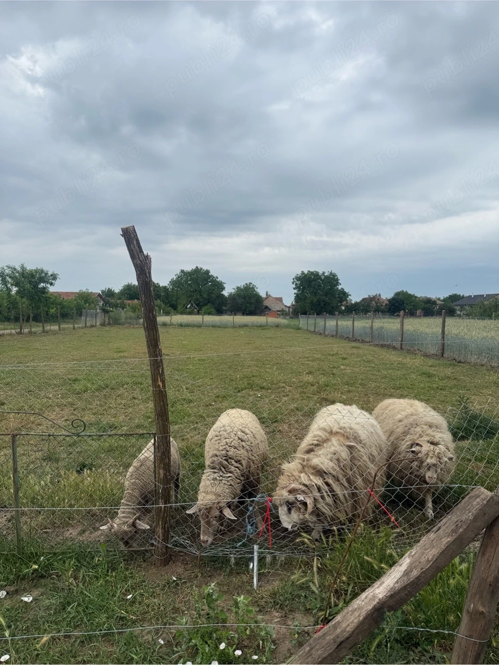vand oii mai multe detalin la nr de tel 