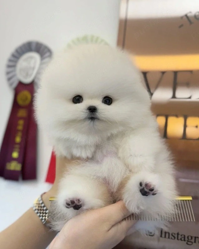 Pomeranian mini toy