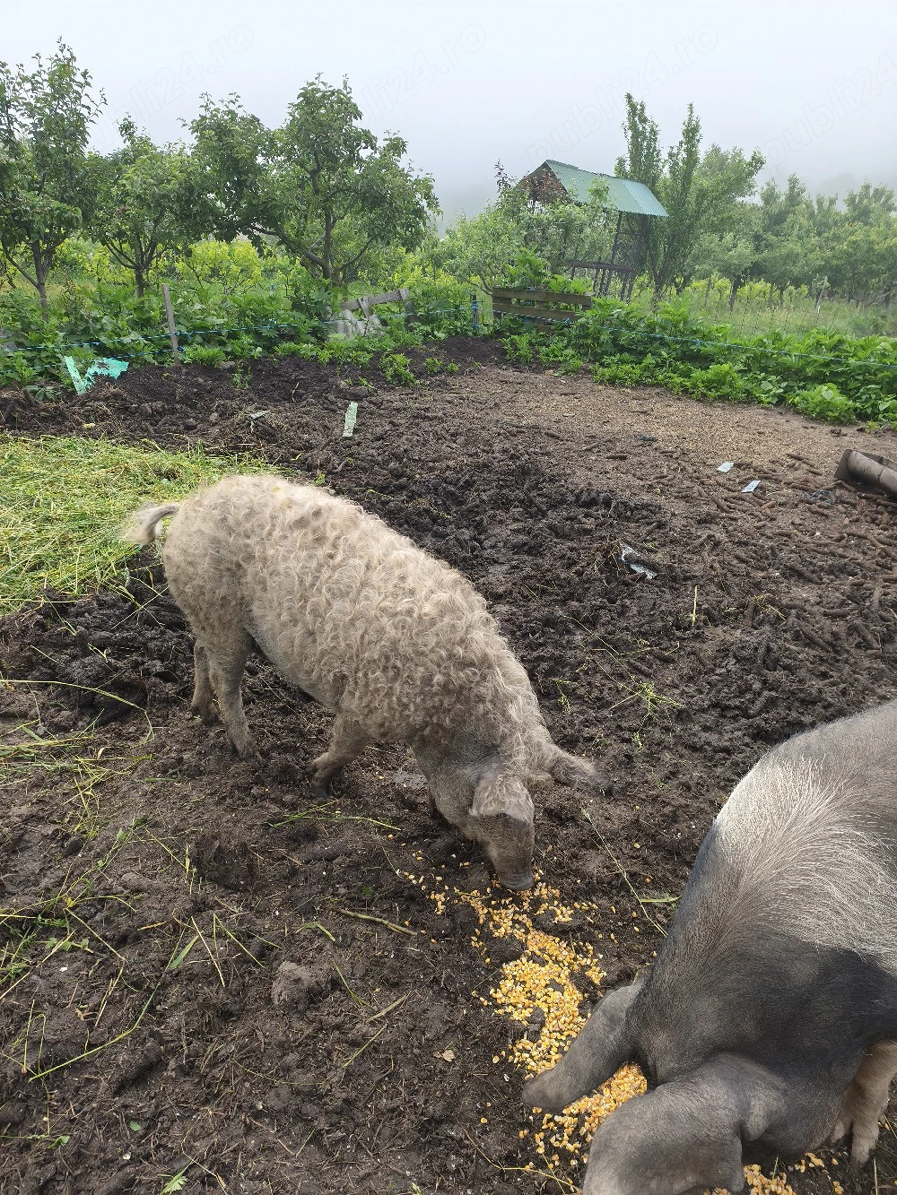 vând porci Mangalița 100kg