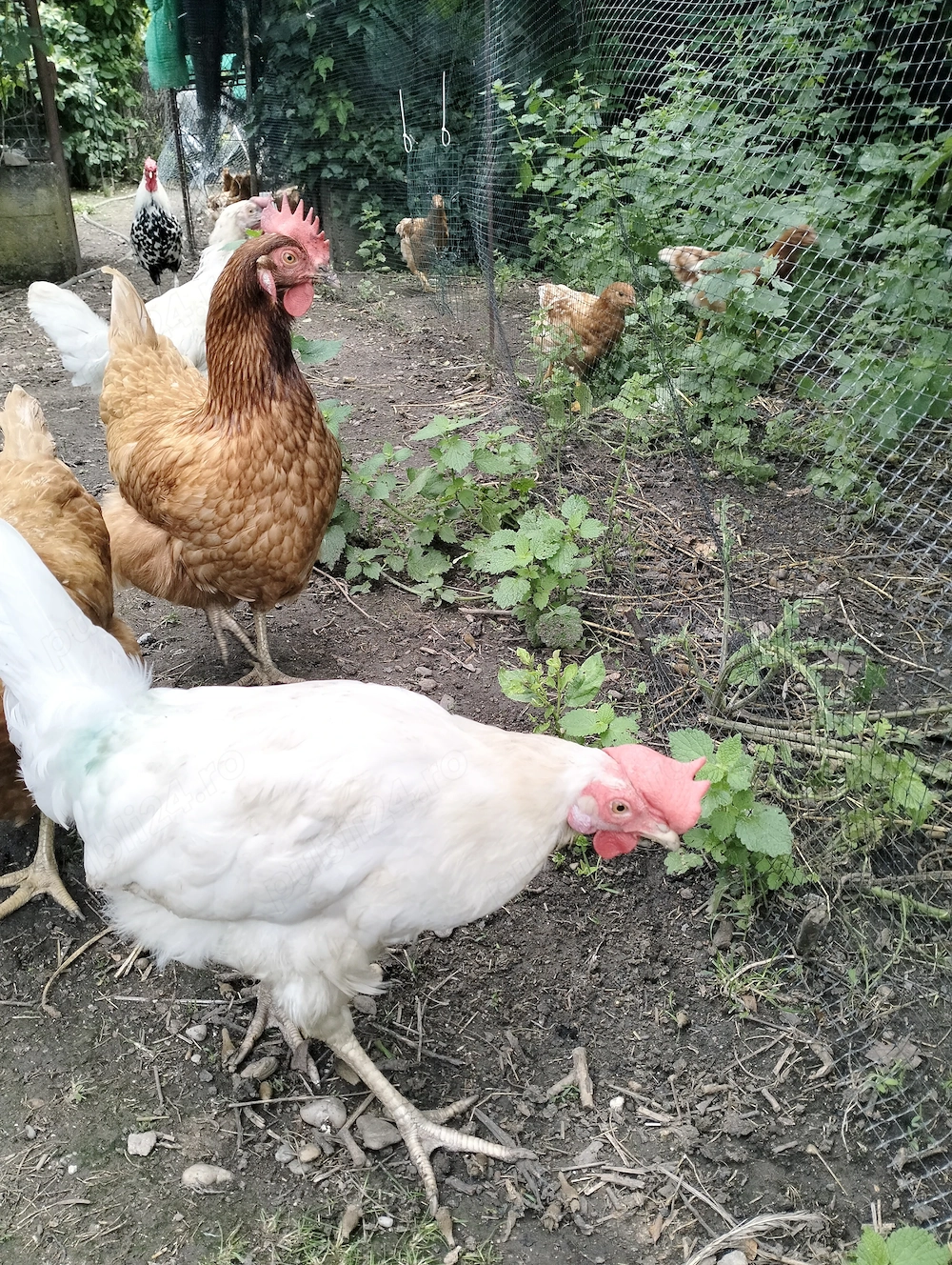 Leghorn de vânzare 