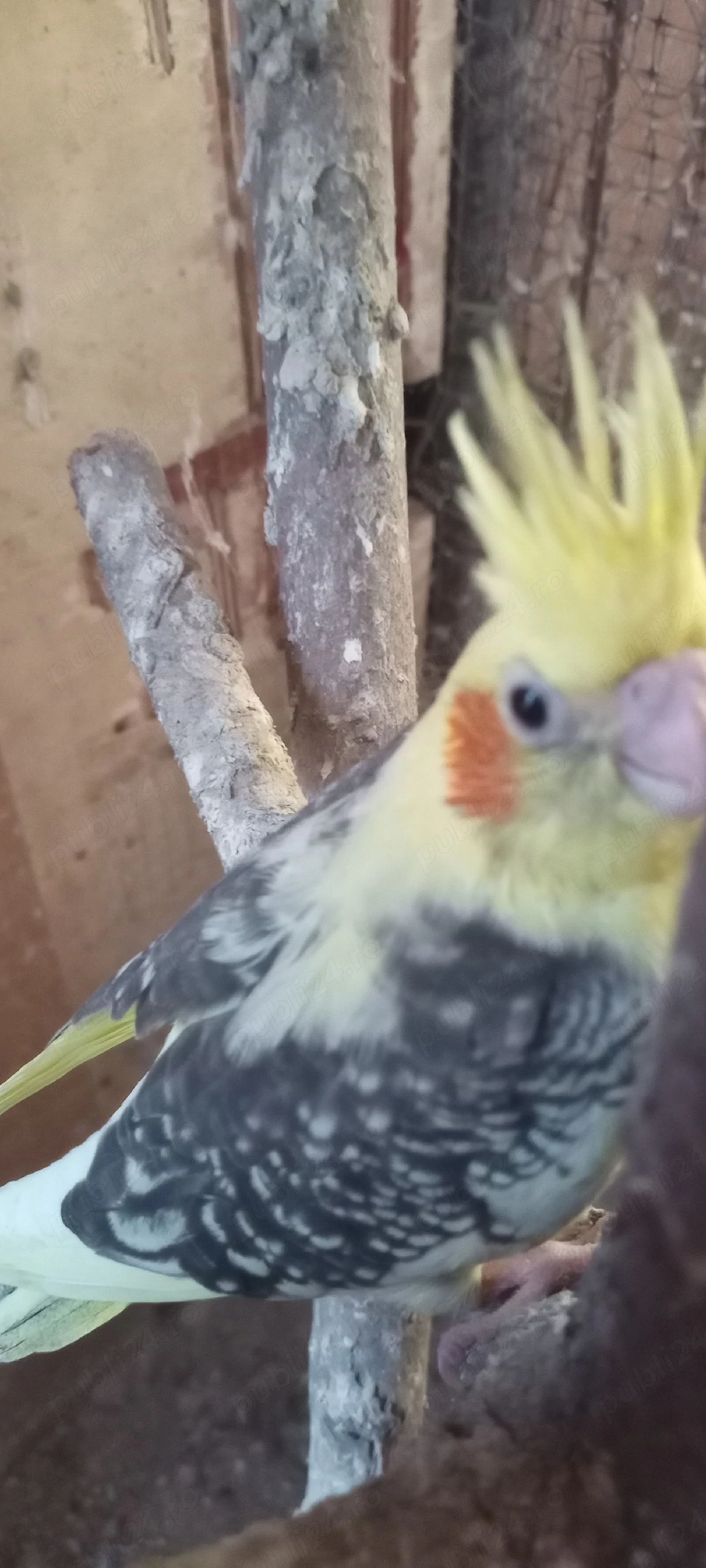 pui de papagal agapornis 
