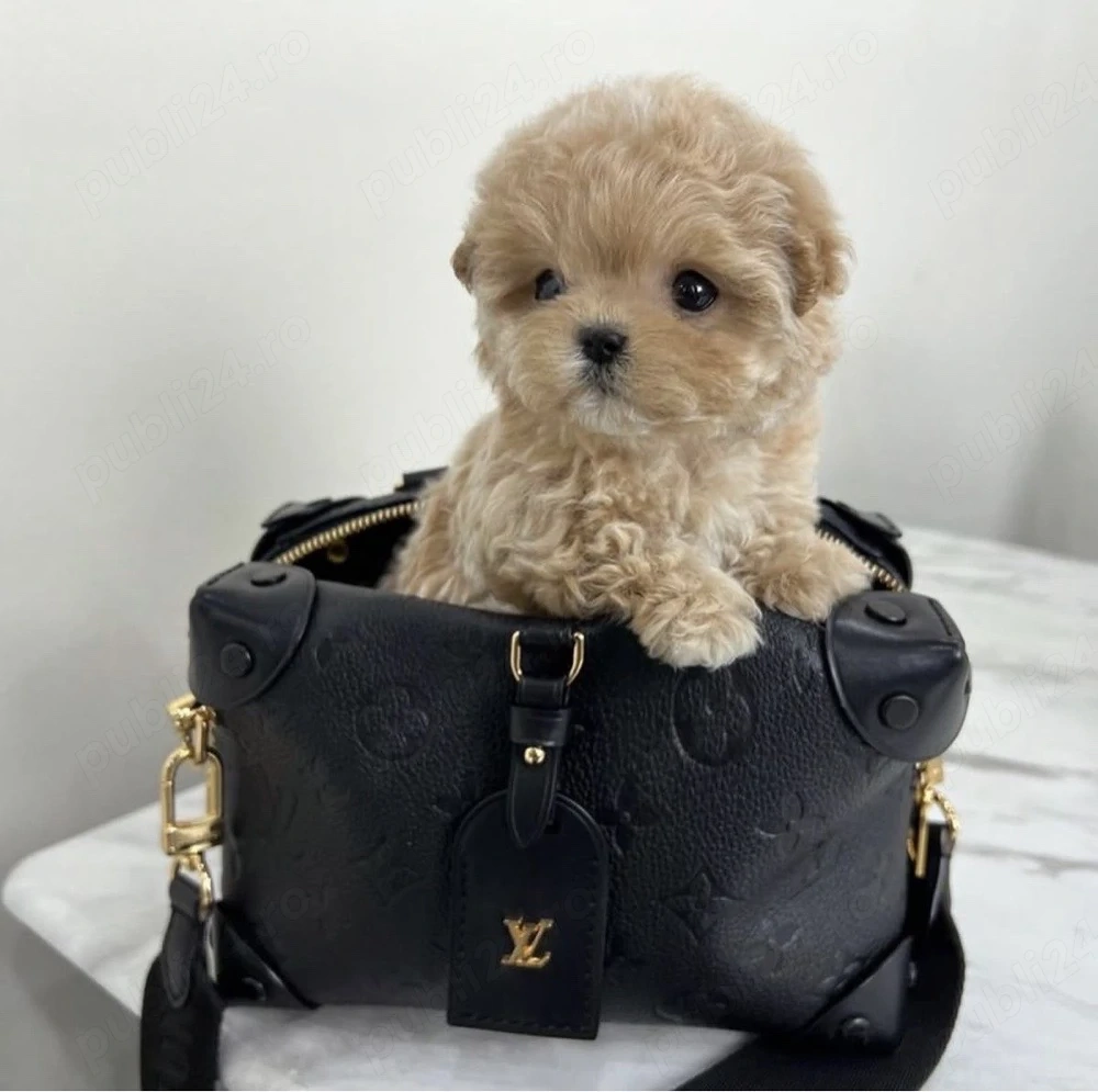 Maltipoo Micro-toy ( de buzunar) miniatura TOY Pudel