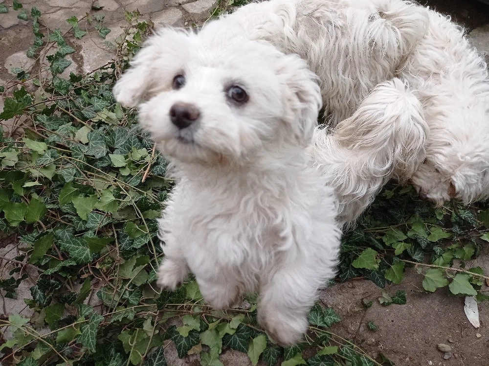 Bichon maltez alb