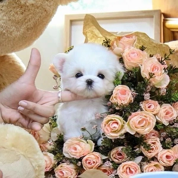 Bichon Maltez Mini Toy 