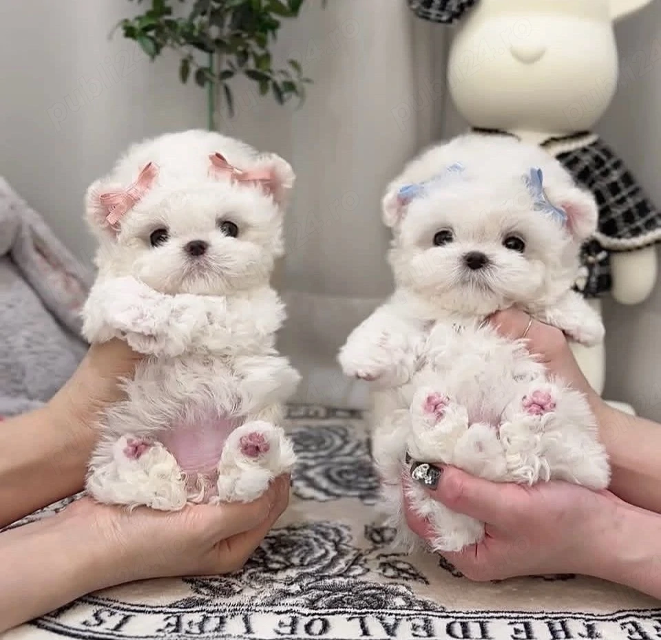 Bichon Maltez Mini Toy 