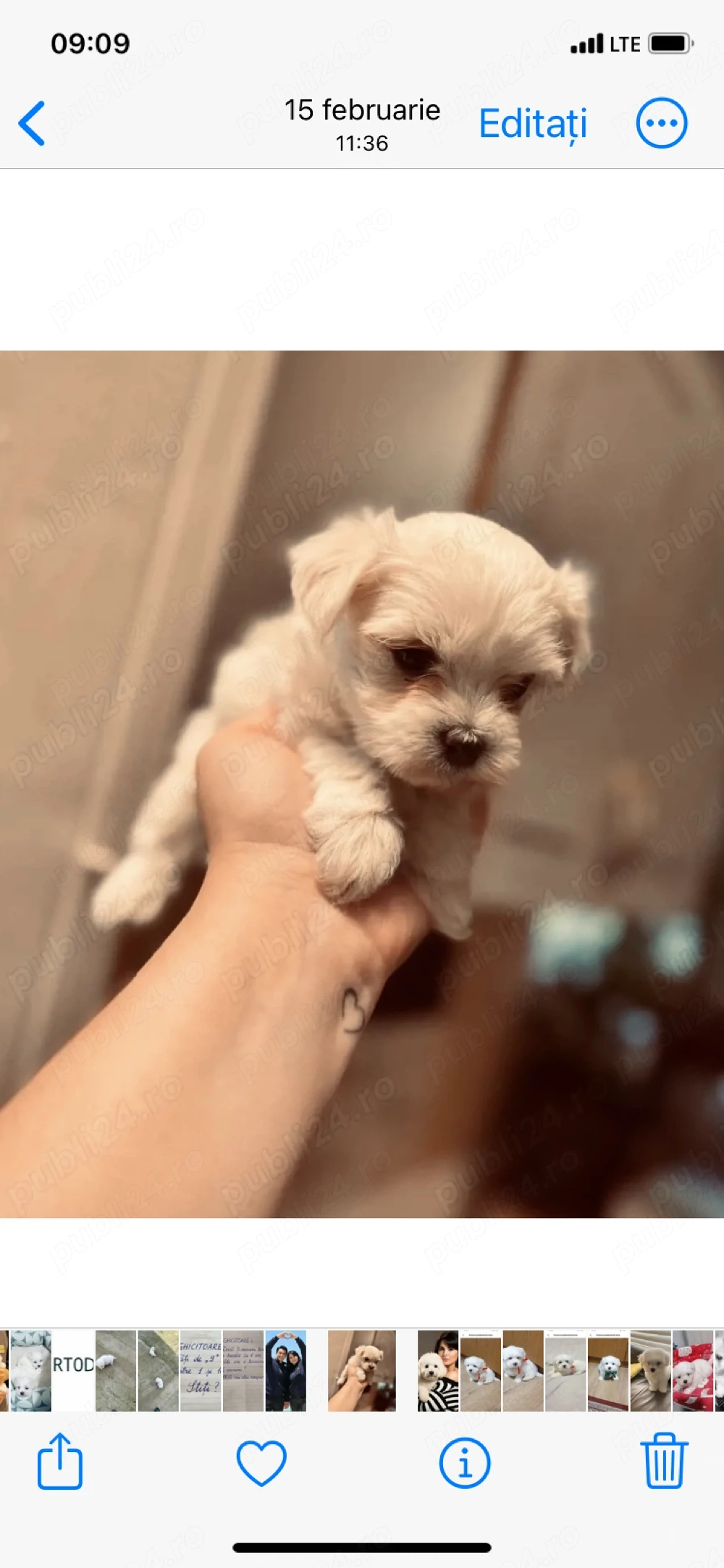 Vand bichon talie mini 6 saptamani