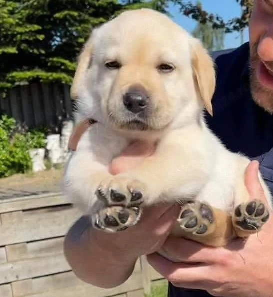 Labrador Retriever 