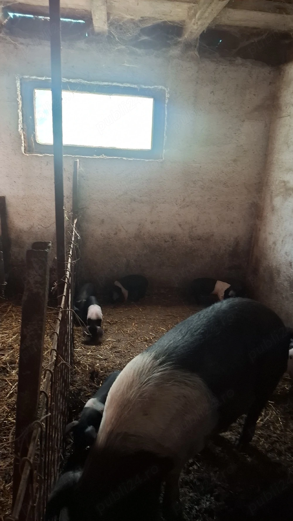 purcele vier purcei  bazna 