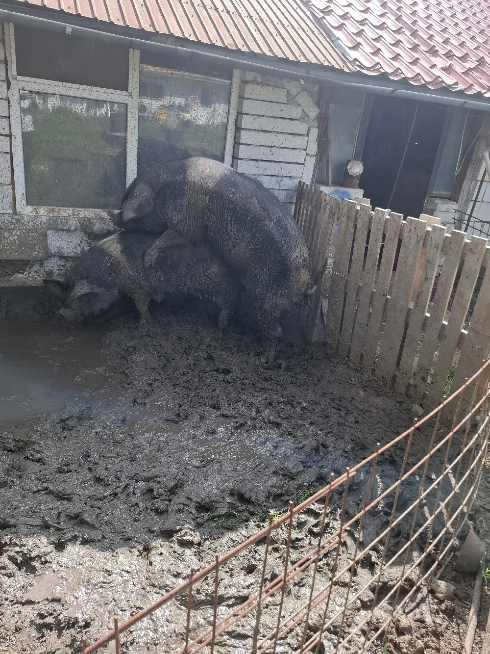purcele vier purcei  bazna 