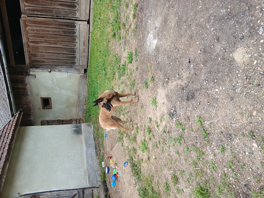 Donez catea sterilizata ciobanesc malinois