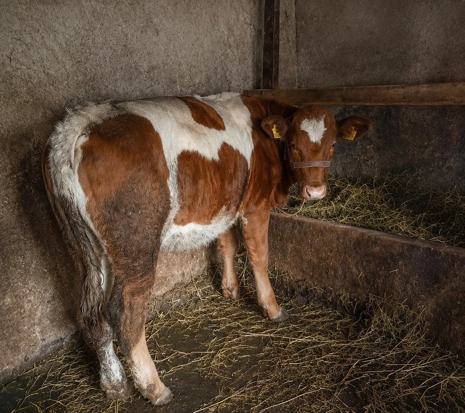 vând vițică balțată 