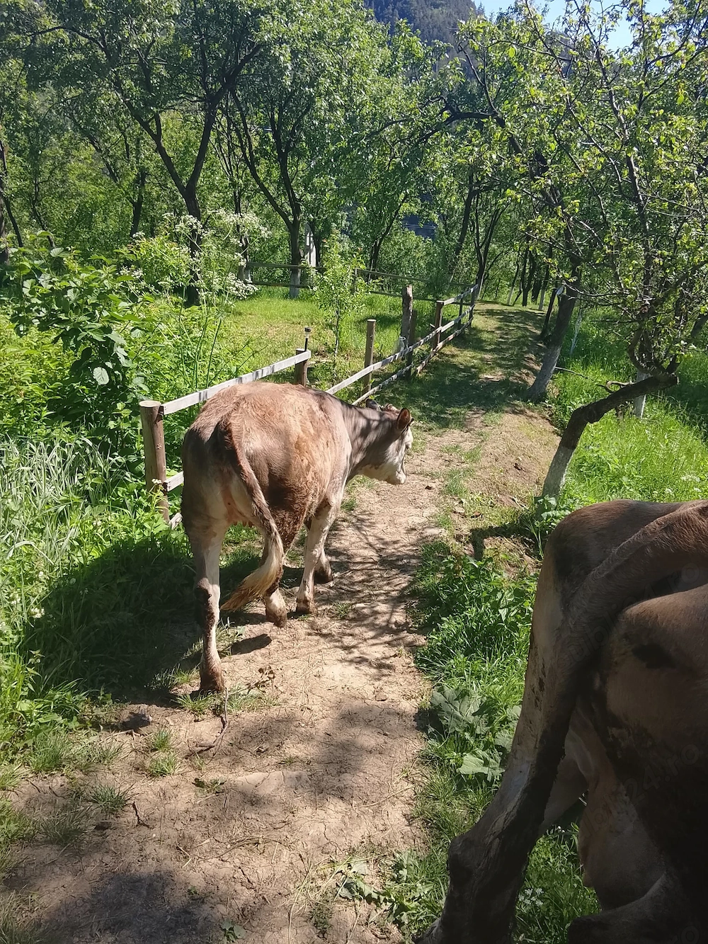 Vând vițica 8 luni din rasă bună !
