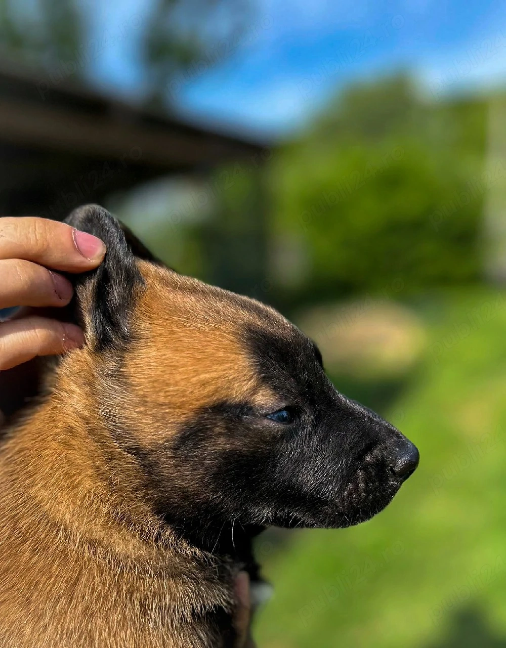  Disponibili  ciobănesc Belgian Malinois 
