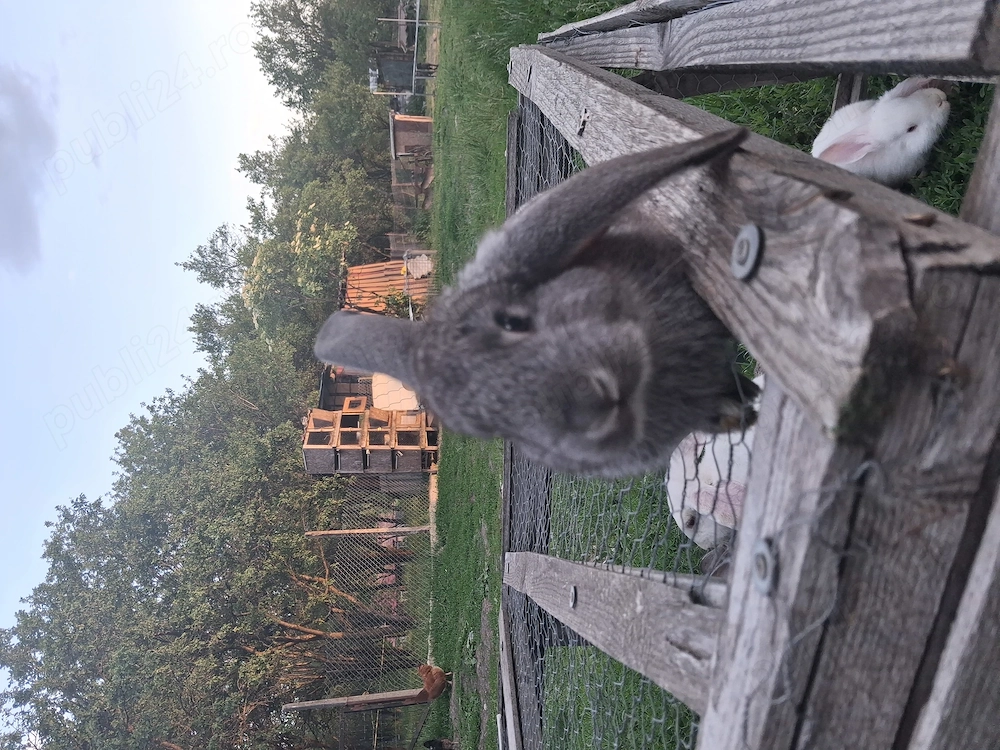 Vând iepurași de 1 luna jumate. 