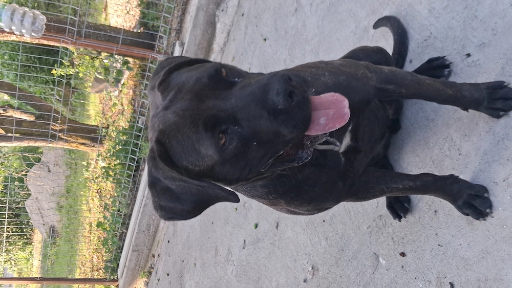 Vând femela cane corso.