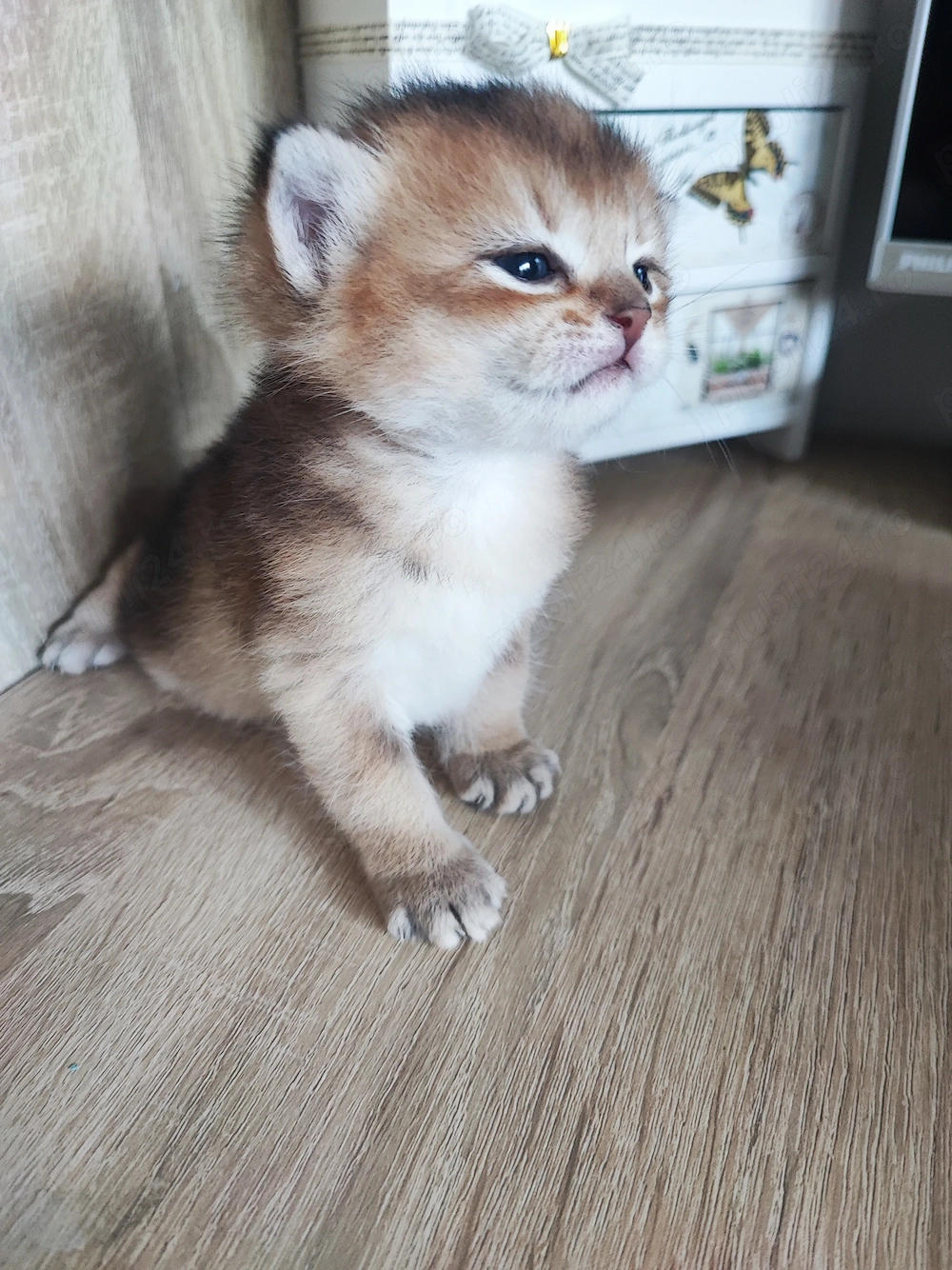 Pisici British shorthair 