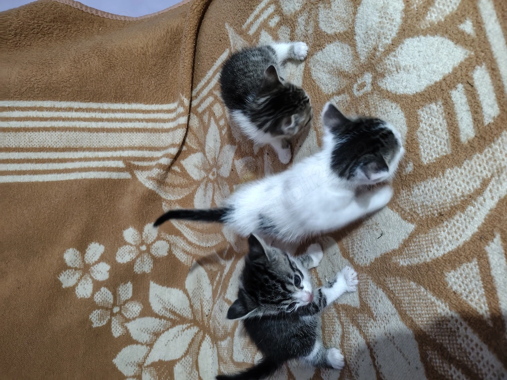 Adopții responsabile