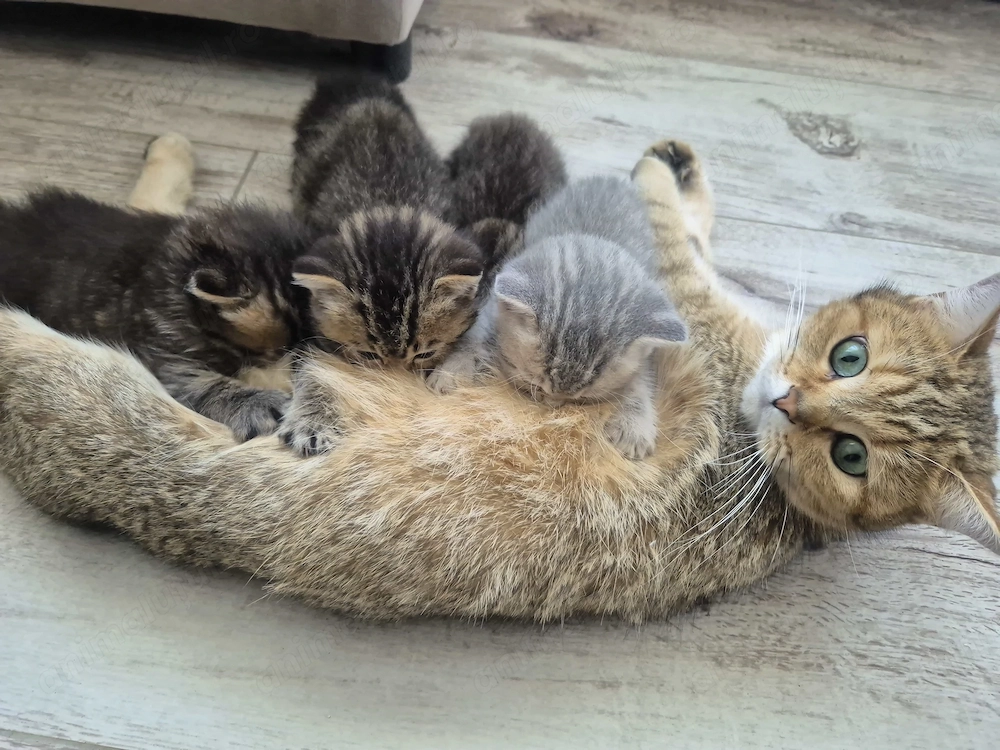 Pisici British shorthair