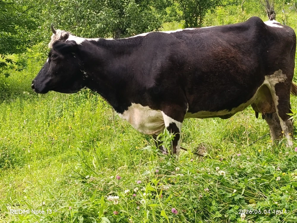 Vacă de vanzare buna de lapte si ușor de întreținut 