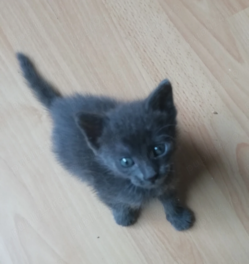 Spre Adoptie