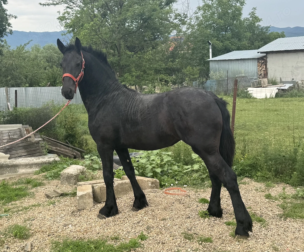 Vand manza Friesian