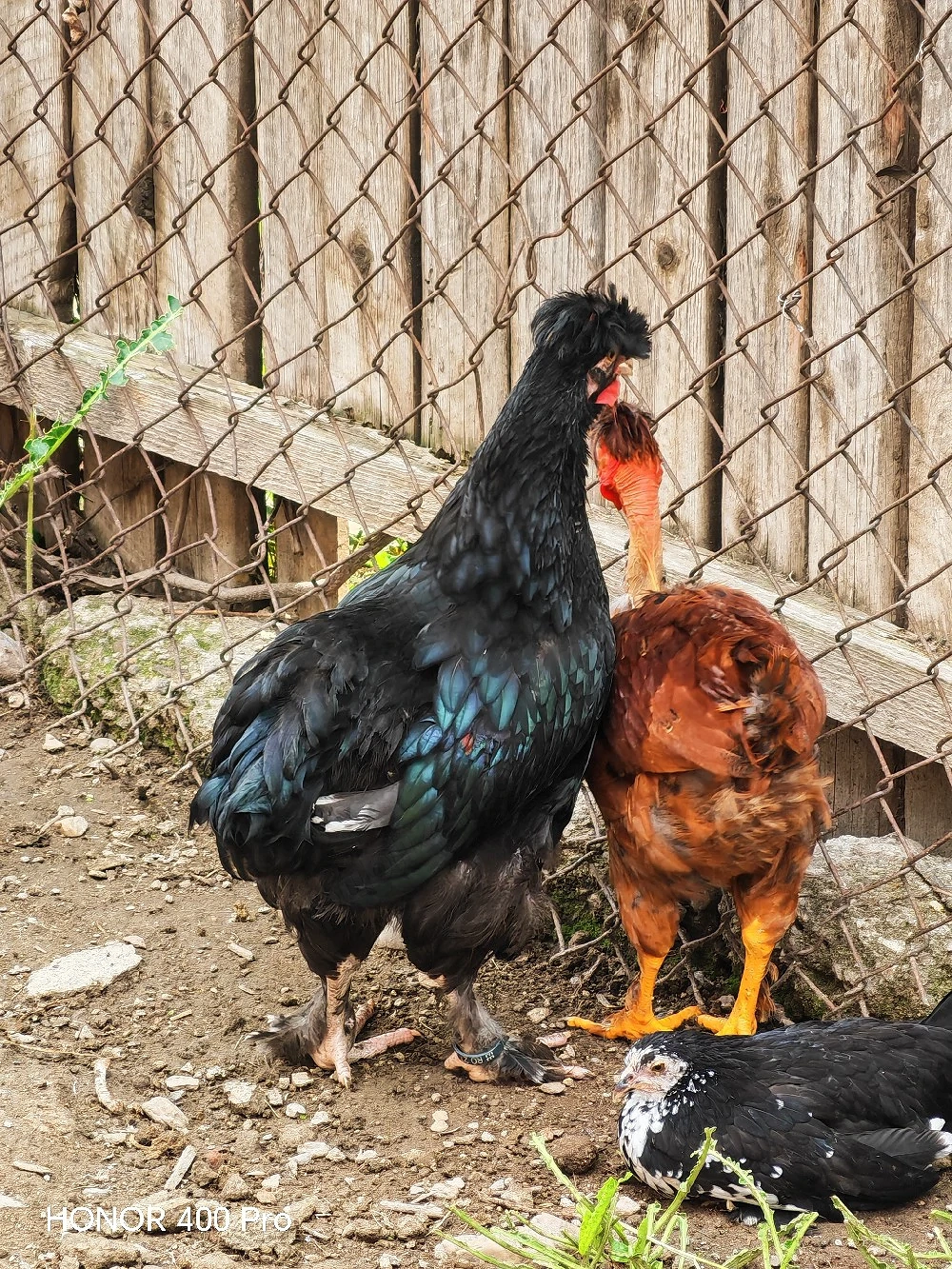Disponibili cocoși 