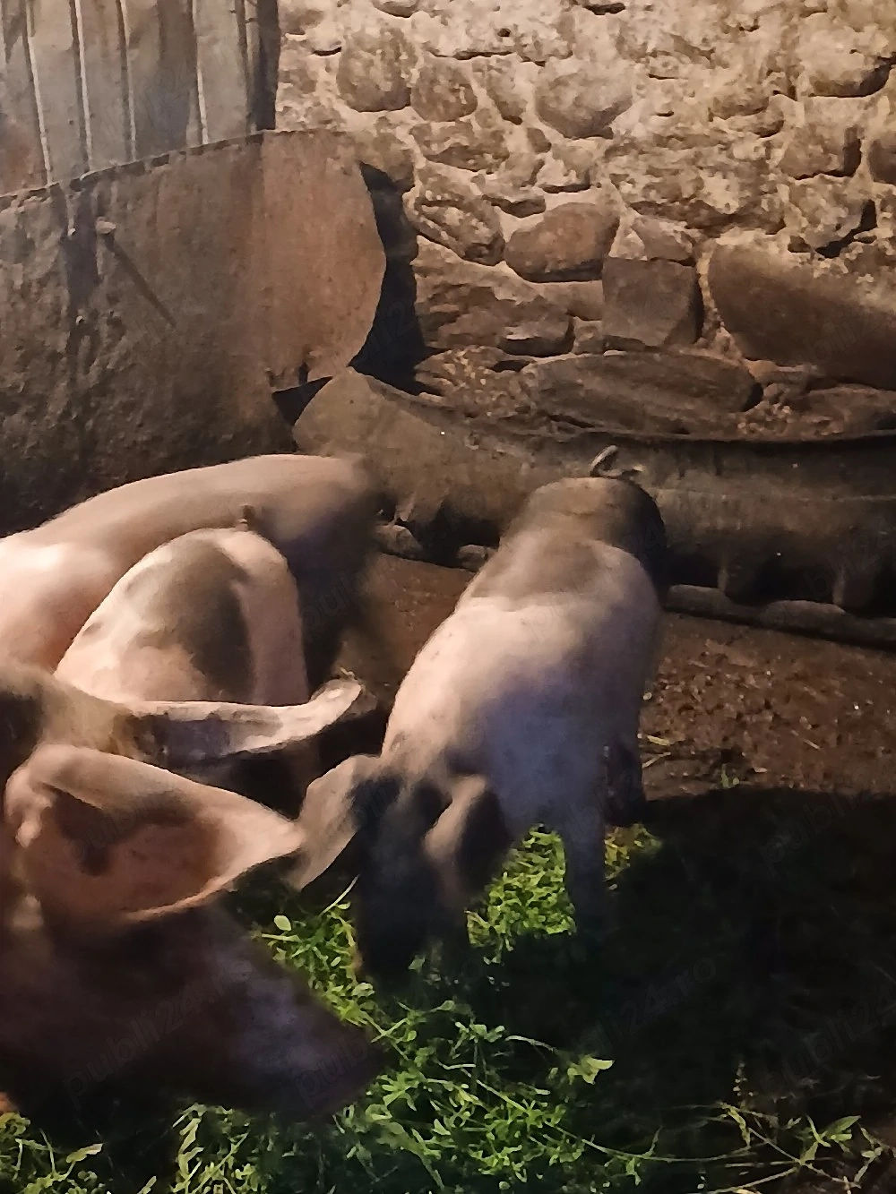 purcei de 10 saptamani  de vanzare