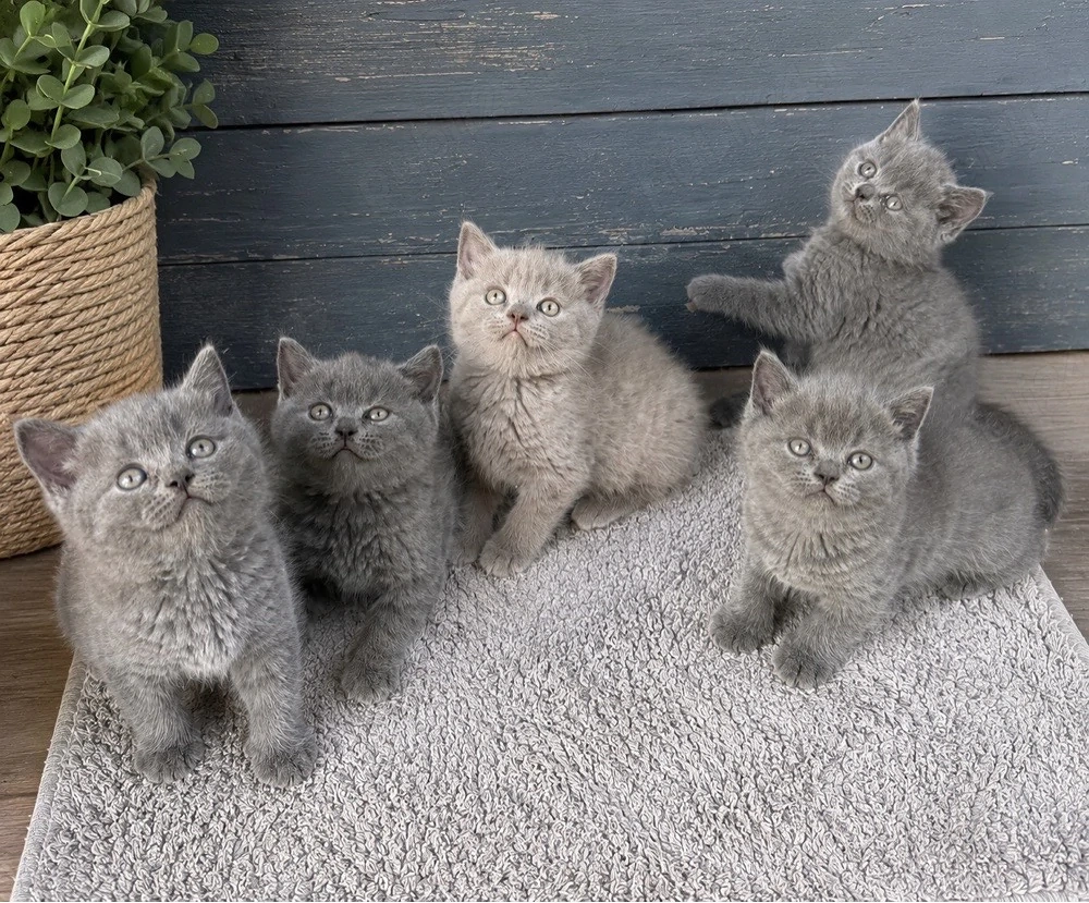 British shorthair 