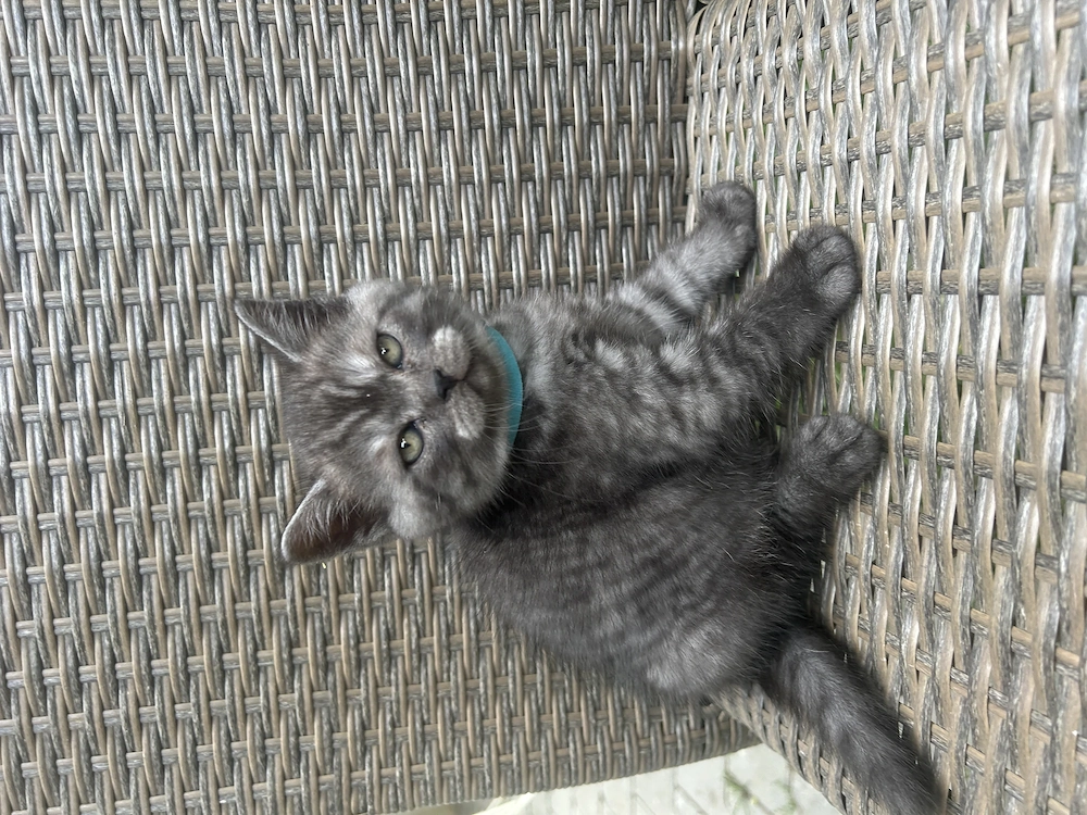 Motanel british sorthair smoke black tabby superb