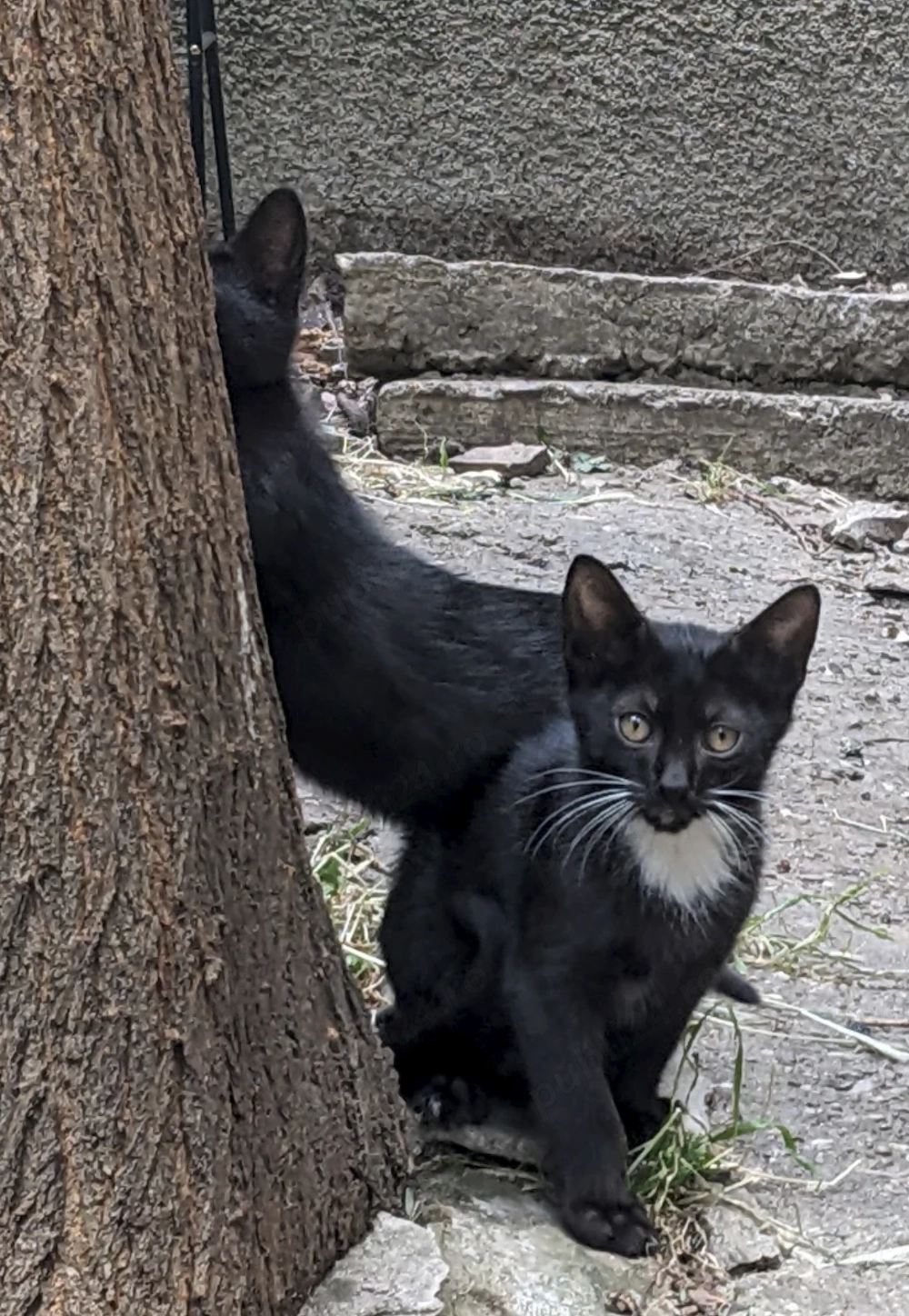 Pui de pisica pt adoptie - Timisoara