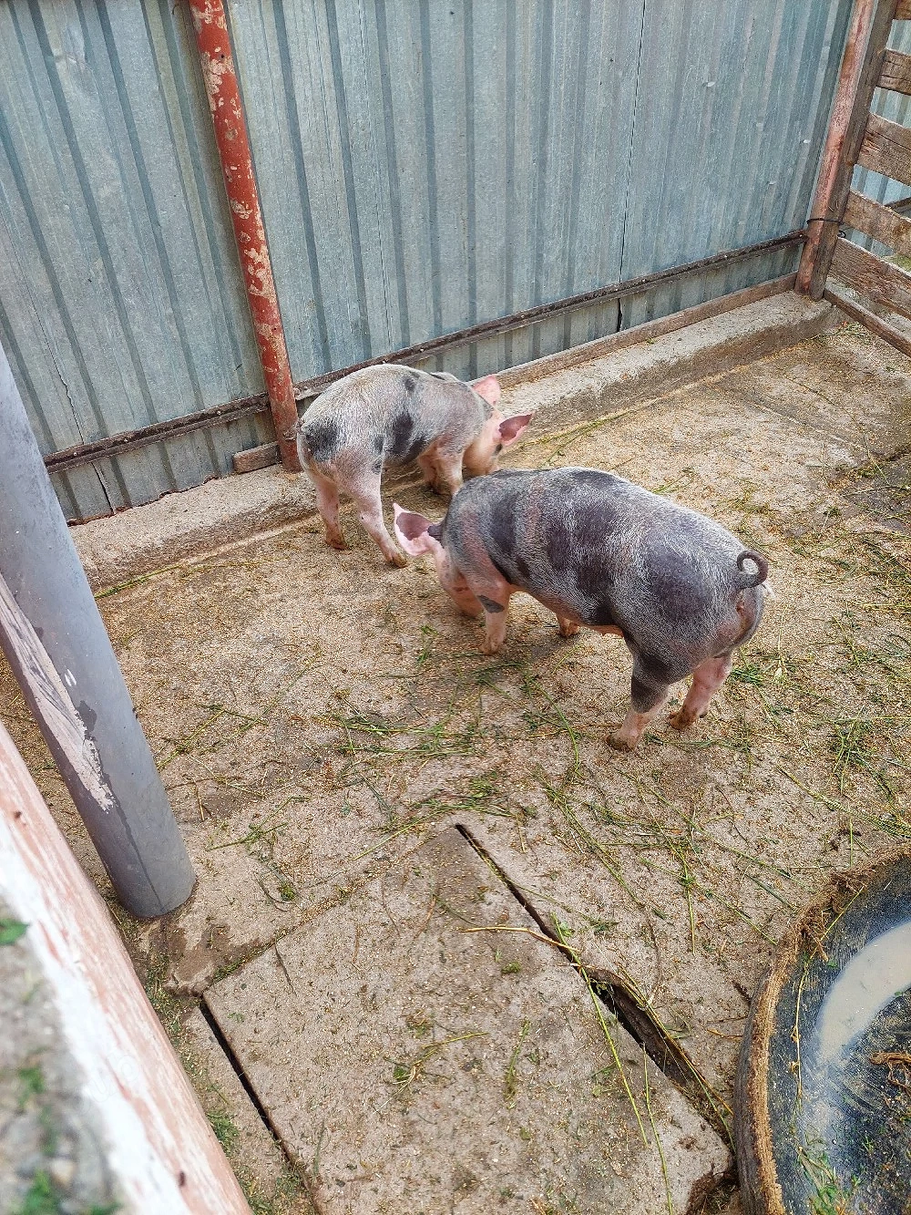 purcei disponibili 