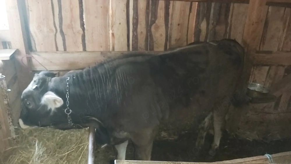 Vând  vițel  metis cu brun la ca 250kg