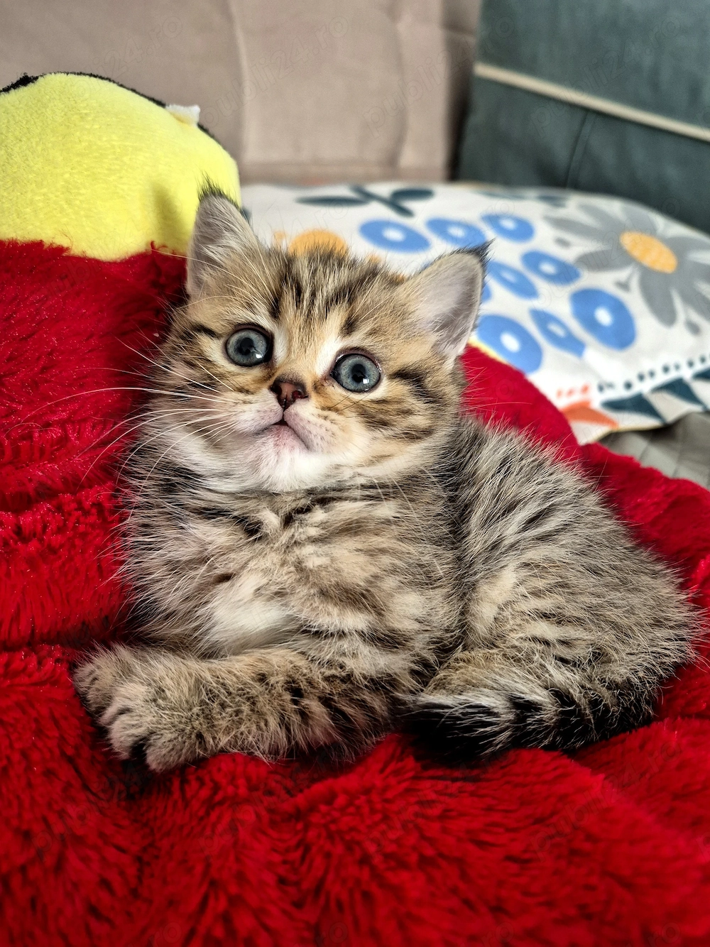 British Short Hair Tabby