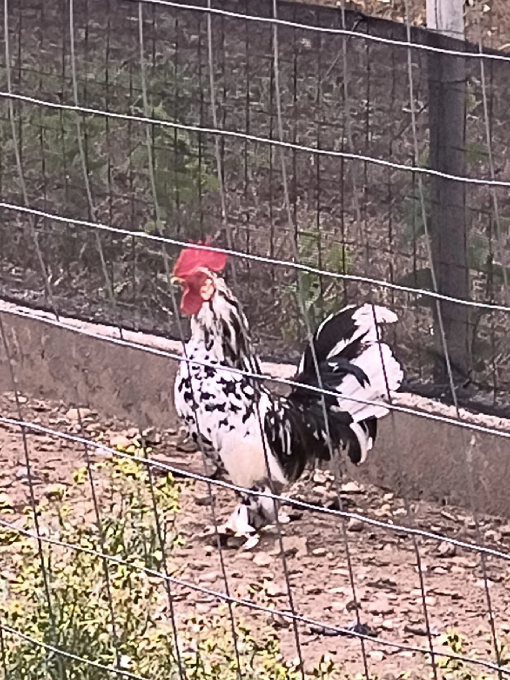 Vând găini pitice și iepuri pitici 