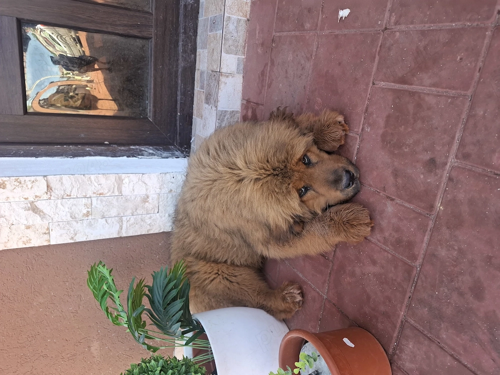 Vând pui Mastiff tibetan 