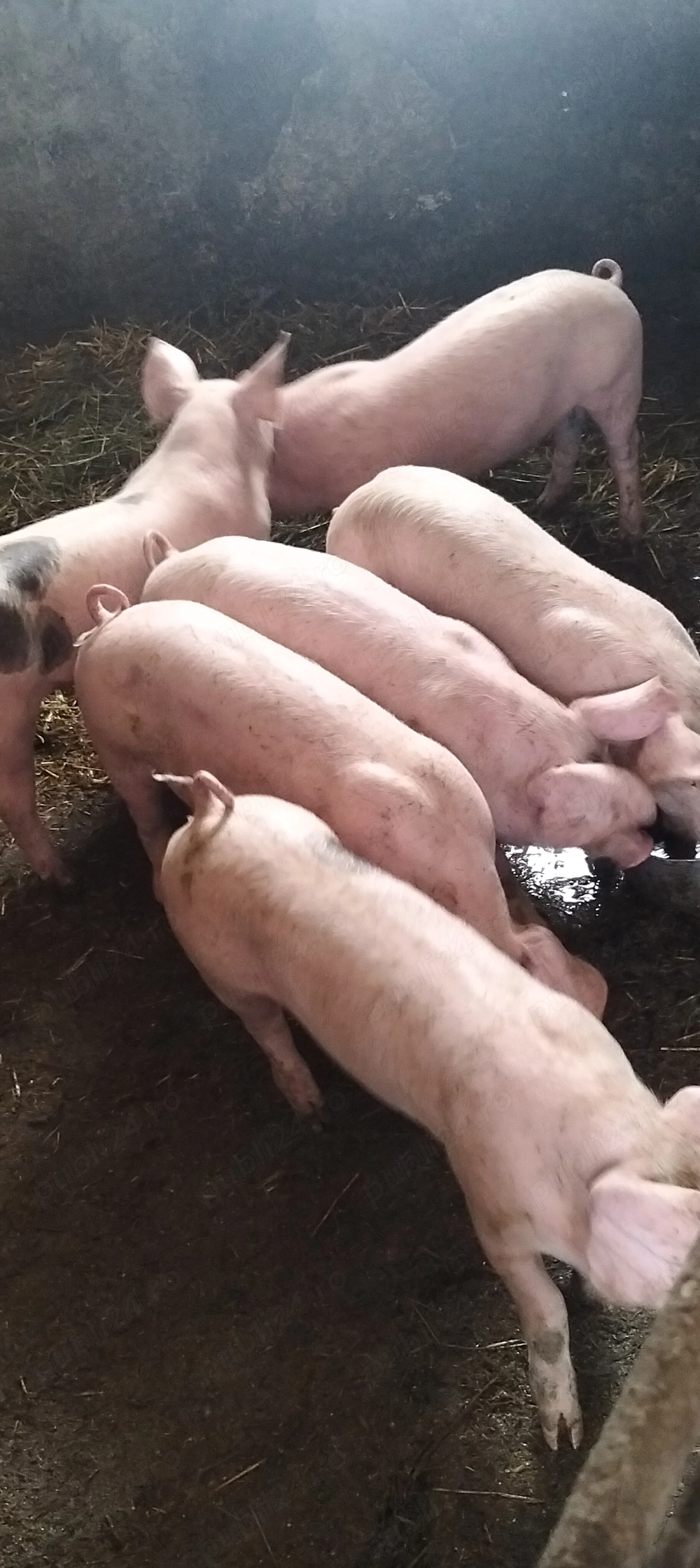 Șoldanasi de 25 -30 kg, rasă de carne 