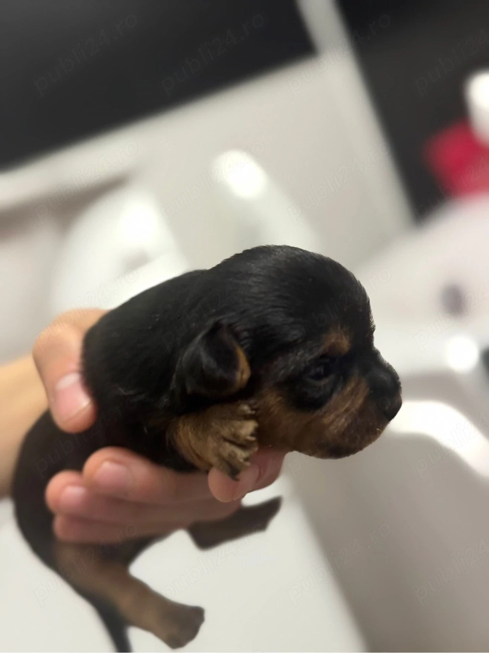 Catelusi Yorkshire Terrier