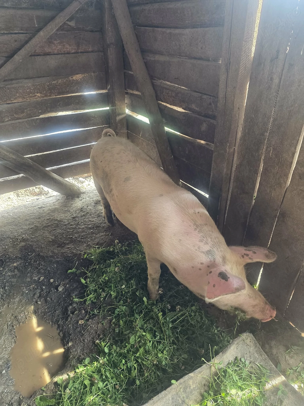 De vânzare porc